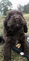 AKC Maverick , a male Cocker Spaniel for sale in Athens, WI – 3 of 9