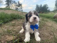 Arthur, a male Cavapoo for sale in Athens, WI – 2 of 10