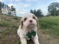 Albert, a male Cavapoo for sale in Athens, WI – 3 of 10