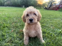 Cloudy , a female Miniature Goldendoodle for sale in Athens, WI – 6 of 10