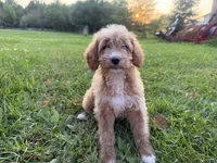 Carly, a female Miniature Goldendoodle for sale in Athens, WI – 6 of 10