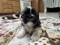 Raymond, a male Shih Tzu for sale in Athens, WI – Photo 2 of 10