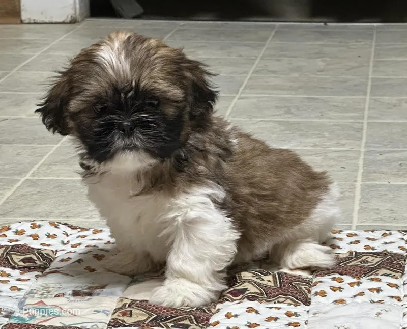Raymond – Shih Tzu puppy for sale in Athens, WI