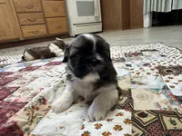 Raymond, a male Shih Tzu for sale in Athens, WI – Photo 3 of 10