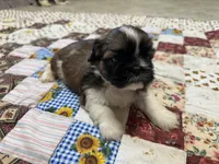 Raymond, a male Shih Tzu for sale in Athens, WI – Photo 10 of 10