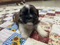 Raymond, a male Shih Tzu for sale in Athens, WI – Photo 7 of 10