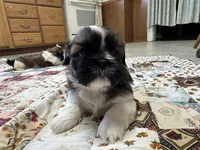 Raymond, a male Shih Tzu for sale in Athens, WI – Photo 8 of 10