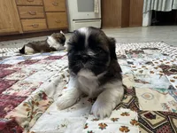 Raymond, a male Shih Tzu for sale in Athens, WI – Photo 6 of 10