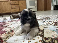 Raymond, a male Shih Tzu for sale in Athens, WI – Photo 9 of 10