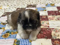 Raymond, a male Shih Tzu for sale in Athens, WI – Photo 4 of 10