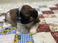 Raymond, a male Shih Tzu for sale in Athens, WI – Photo 5 of 10