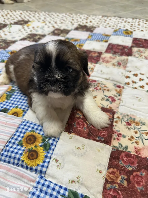 Raymond – Shih Tzu puppy for sale in Athens, WI
