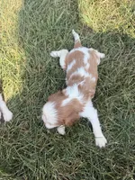 AKC Donald , a male Cavalier King Charles Spaniel for sale in Athens, WI – 3 of 4
