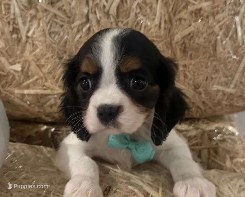 Cliff – Cavalier King Charles Spaniel puppy for sale in Athens, WI