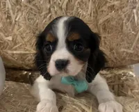 Cliff, a male Cavalier King Charles Spaniel for sale in Athens, WI – 1 of 10