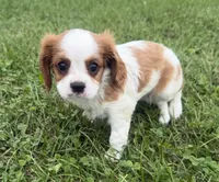 Lewis, a male Cavalier King Charles Spaniel for sale in Athens, WI – 7 of 10