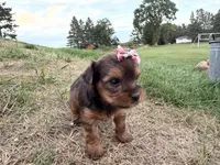 Tiffany, a female Yorkshire Terrier for sale in Athens, WI – 9 of 10