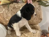 Callie, a female Cavalier King Charles Spaniel for sale in Athens, WI – 5 of 10