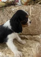 Cliff, a male Cavalier King Charles Spaniel for sale in Athens, WI – 6 of 10