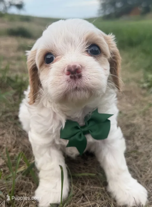 Albert – Cavapoo puppy for sale in Athens, WI