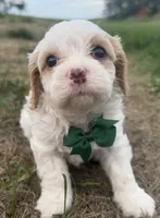 Albert, a male Cavapoo for sale in Athens, WI – 1 of 10