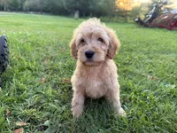 Cloudy , a female Miniature Goldendoodle for sale in Athens, WI – 2 of 10