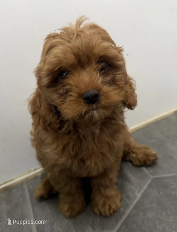 Rod – Cavapoo puppy for sale in Athens, WI