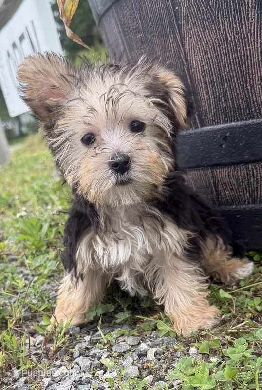 Buzz – Morkie puppy for sale in Athens, WI