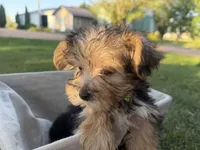 Woody, a male Morkie for sale in Athens, WI – 5 of 10
