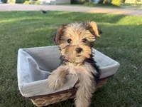 Woody, a male Morkie for sale in Athens, WI – 6 of 10