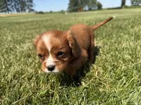 AKC Dax, a male Cavalier King Charles Spaniel for sale in Athens, WI – 4 of 10