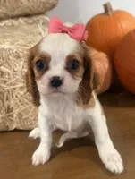 Carmen, a female Cavalier King Charles Spaniel for sale in Athens, WI – 6 of 10