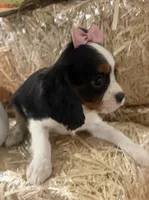 Callie, a female Cavalier King Charles Spaniel for sale in Athens, WI – 2 of 10