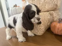 AKC Wren, a female Cocker Spaniel for sale in Athens, WI – 5 of 10