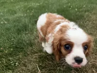 AKC Carl, a male Cavalier King Charles Spaniel for sale in Athens, WI – 10 of 10