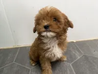 Ron, a male Cavapoo for sale in Athens, WI – 2 of 7