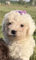 Eve, a female Poodle - Toy  for sale in Athens, WI – 1 of 10