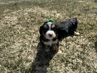 Joanne, a female Cocker Spaniel and Miniature Australian Shepherd for sale in Athens, WI – 4 of 5