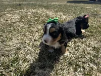 Joanne, a female Cocker Spaniel and Miniature Australian Shepherd for sale in Athens, WI – 5 of 5