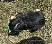 Joanne, a female Cocker Spaniel and Miniature Australian Shepherd for sale in Athens, WI – 2 of 5