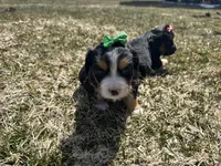 Joanne, a female Cocker Spaniel and Miniature Australian Shepherd for sale in Athens, WI – 3 of 5