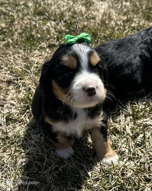 Joanne – Cocker Spaniel, Miniature Australian Shepherd puppy for sale in Athens, WI