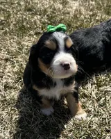 Joanne, a female Cocker Spaniel and Miniature Australian Shepherd for sale in Athens, WI – 1 of 5