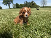 AKC Dax, a male Cavalier King Charles Spaniel for sale in Athens, WI – 9 of 10