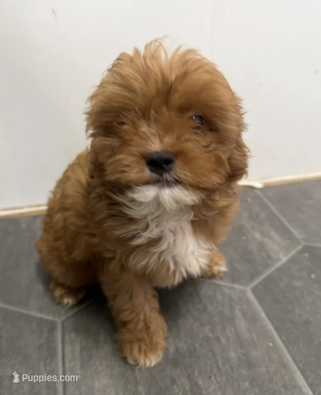 Ron – Cavapoo puppy for sale in Athens, WI
