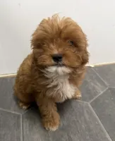 Ron, a male Cavapoo for sale in Athens, WI – 1 of 7