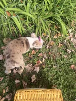 Patty, a female Boston Terrier for sale in Athens, WI – 5 of 10