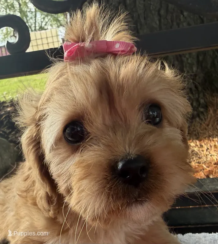 Elane – Cavapoo puppy for sale in Athens, WI
