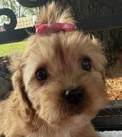 Elane, a female Cavapoo for sale in Athens, WI – 1 of 10