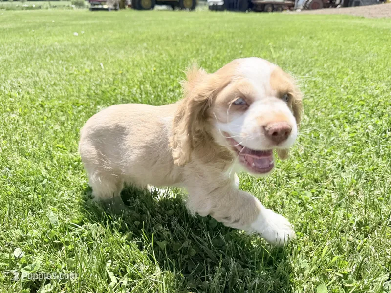 Bo – Cocker Spaniel puppy for sale in Athens, WI